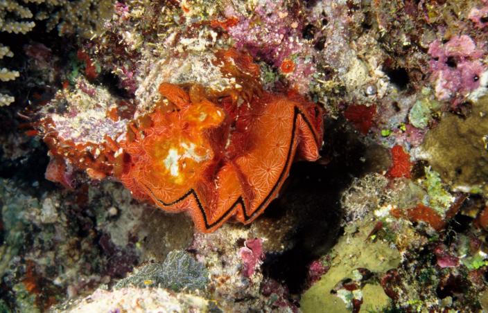 A bright orange mollusc